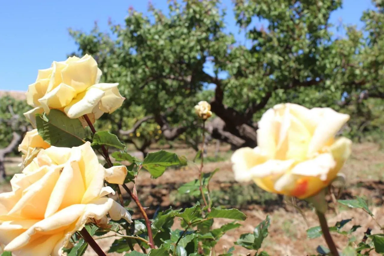 Rustici L'Antico Torchio Villa Castellammare del Golfo Holiday home